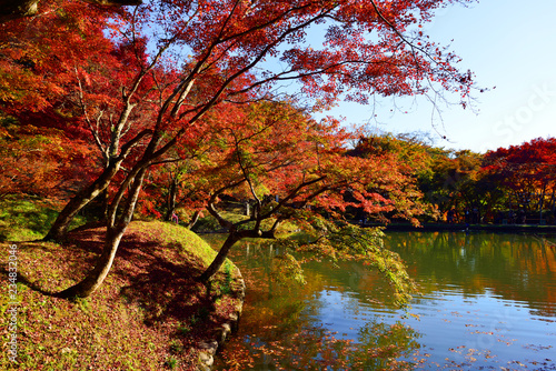 用作公園の紅葉