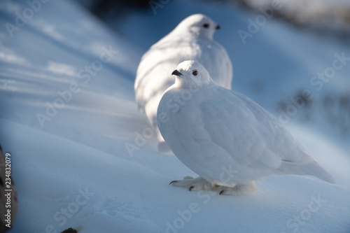 A Beautiful White-tailed Ptarmigan in White Winter Plumage in the Mountains of Colorado
