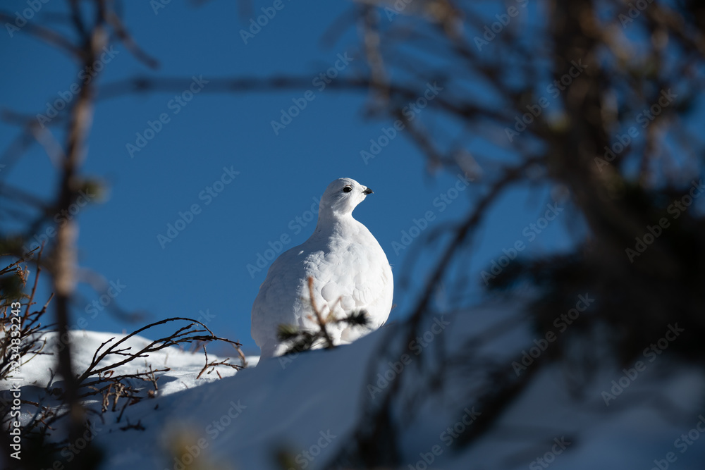 A Beautiful White-tailed Ptarmigan in White Winter Plumage in the Mountains of Colorado A Beautiful White-tailed Ptarmigan in White Winter Plumage in the Mountains of Colorado