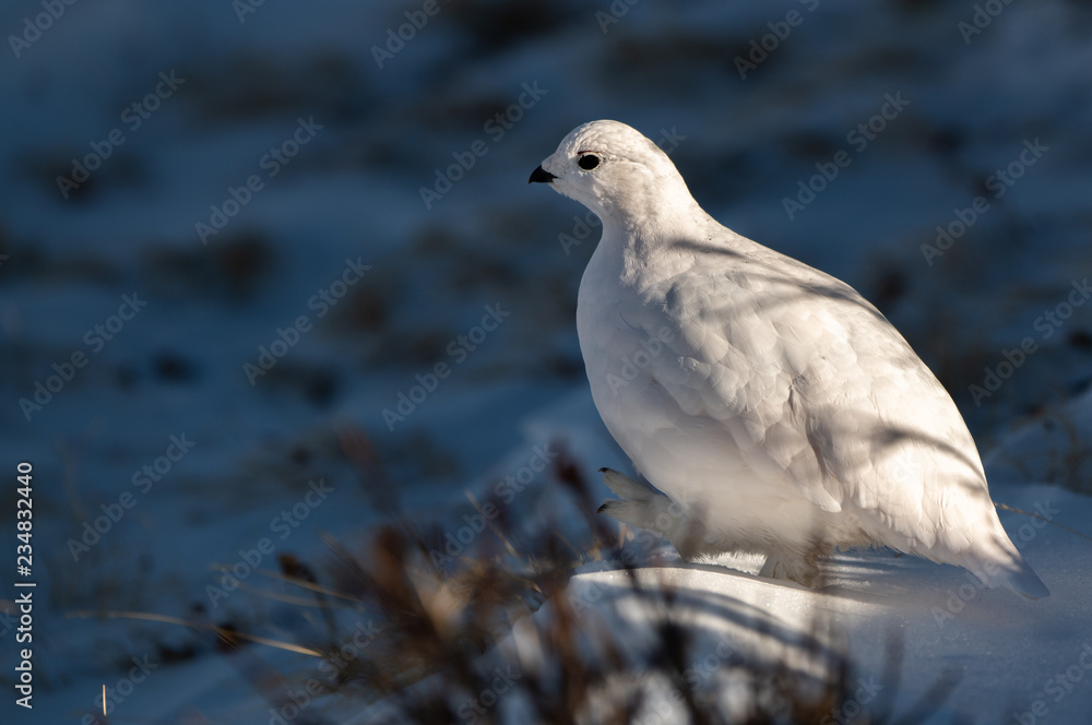 A Beautiful White-tailed Ptarmigan in White Winter Plumage in the Mountains of Colorado A Beautiful White-tailed Ptarmigan in White Winter Plumage in the Mountains of Colorado