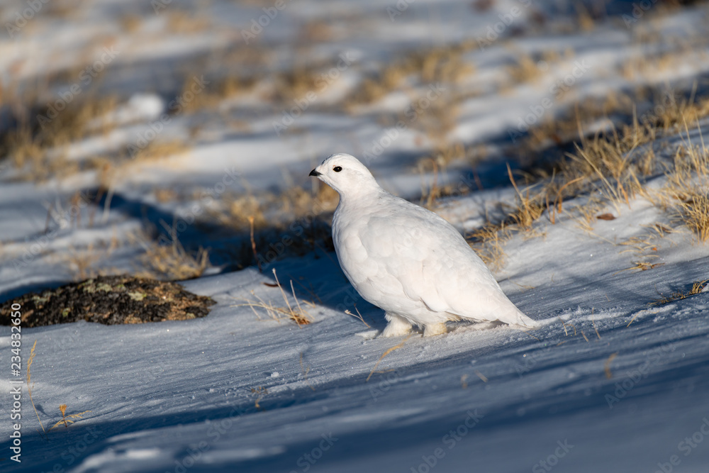 A Beautiful White-tailed Ptarmigan in White Winter Plumage in the Mountains of Colorado A Beautiful White-tailed Ptarmigan in White Winter Plumage in the Mountains of Colorado