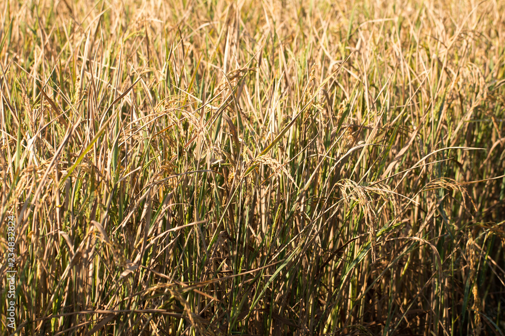 Golden Organic Paddy rice ready for harvest in field Golden Organic Paddy rice ready for harvest in field