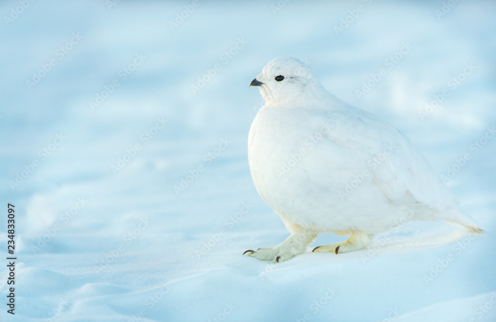 A Beautiful White-tailed Ptarmigan in White Winter Plumage in the Mountains of Colorado A Beautiful White-tailed Ptarmigan in White Winter Plumage in the Mountains of Colorado