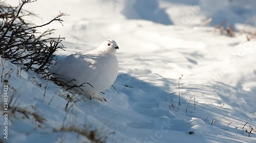 A White-tailed Ptarmigan in White Winter Plumage