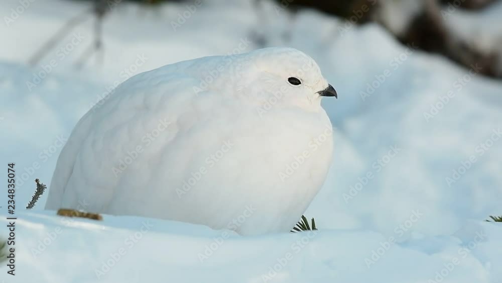 A White-tailed Ptarmigan in White Winter Plumage A White-tailed Ptarmigan in White Winter Plumage