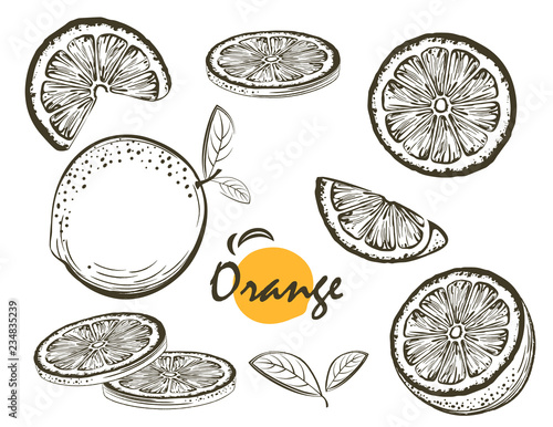 Fruit vector illustration with Orange in the style of engraving. Collection of illustrations. Elements for menu, greeting cards, wrapping paper, cosmetics packaging, labels, tags, posters etc