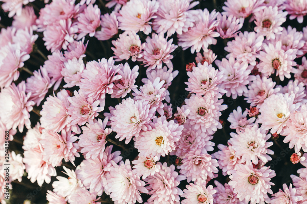 Close-up of beautiful pink chrysanthemum. Flowers spring or summer background, top view. Close-up of beautiful pink chrysanthemum. Flowers spring or summer background, top view.