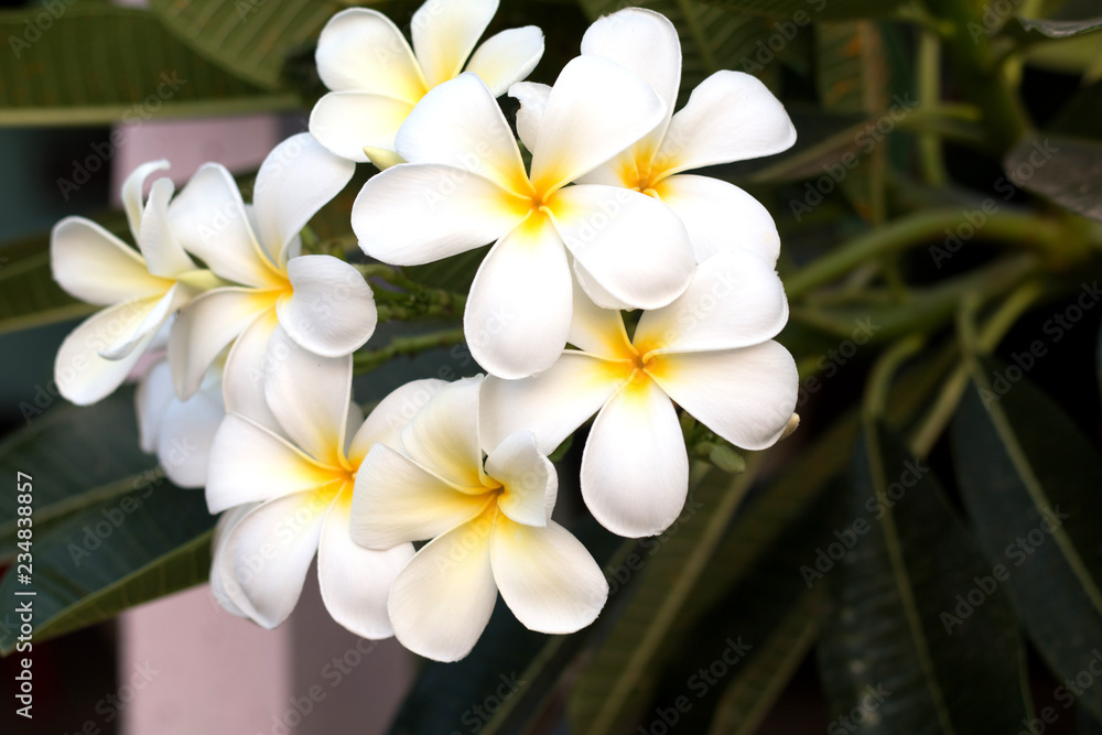 Frangipani Tropical Spa Flower. Plumeria flower on plant Frangipani Tropical Spa Flower. Plumeria flower on plant