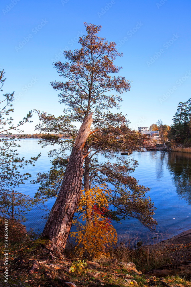 Obraz premium Tree in autumn