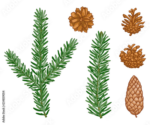 vector Winter evergreen pine tree set. Forest pine needles, pine cone. Natural design elements. Cute plant. Wild handdrawn christmas collection isolated on white background