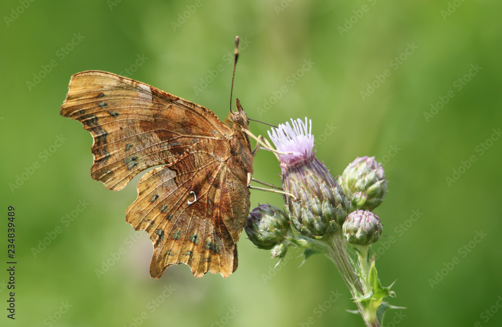 Fototapeta premium A side view of a Comma Butterfly (Polygonia c-album ) nectaring from a thistle flower.