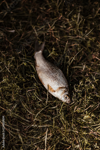 Fish lying on a grass