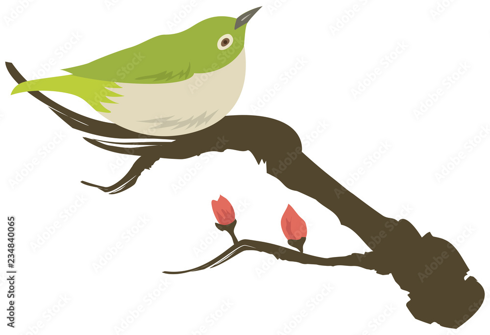 メジロ イメージイラスト Stock ベクター Adobe Stock