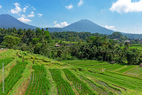 Scenery of Jatiluwih rice terraces in Tabanan, Bali, Indonesia.