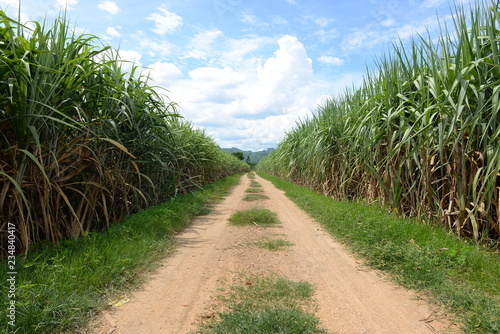 Tropical forest jungle with country side road with beautiful sky in day time.