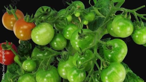 Time-lapse of growing and ripening tomato vegetables 5d3 in RGB + ALPHA matte format isolated on black background photo