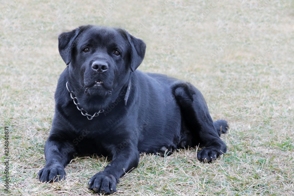 Black Labrador dog looking aggressively