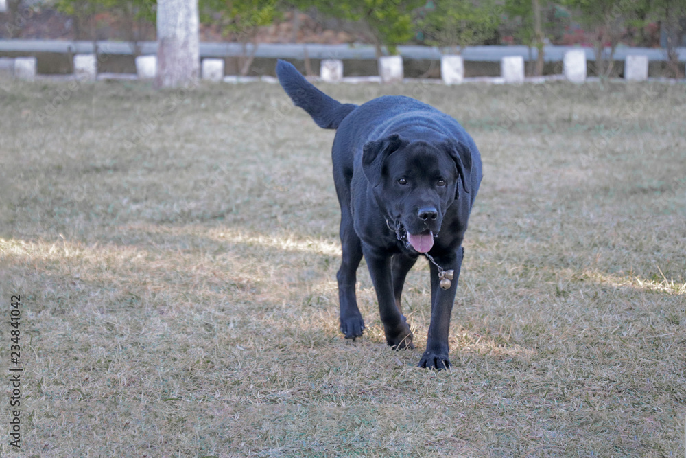Black Labrador dog walking on ground, green grass