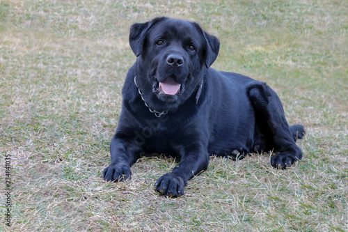 Black Labrador dog looking aggressively