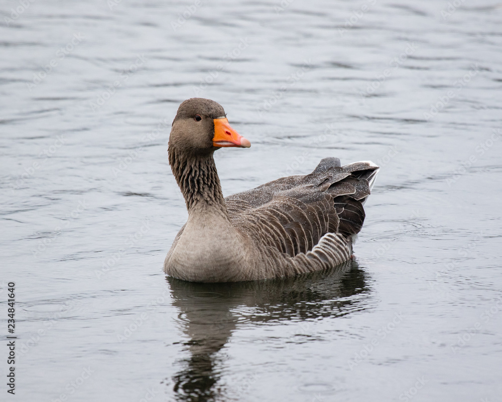 Greylag Goose reflecting of the water while swimming Greylag Goose reflecting of the water while swimming
