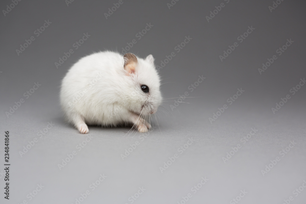 Cute hamster gift on Valentines day on gray background postcard