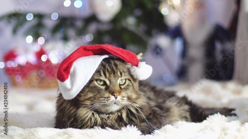 Funny laizy Maine Coon cat as Santa Claus wears christmas cap lies by beautiful new year decorated fir-tree with bokeh lights. sow motion. 3840x2160