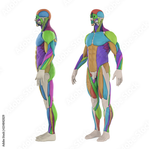 Male Muscular System Isolated