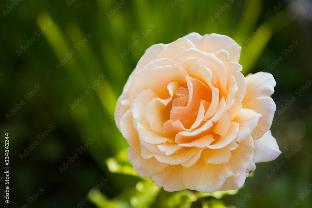 Flower of delicate rose peach color.