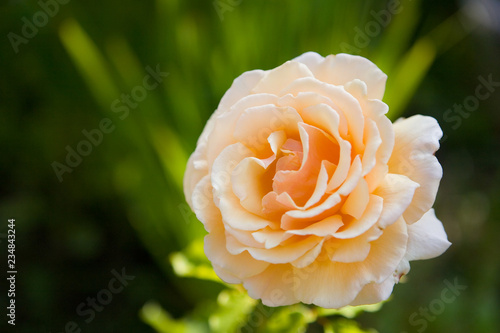 Obraz na płótnie Flower of delicate rose peach color. w salonie