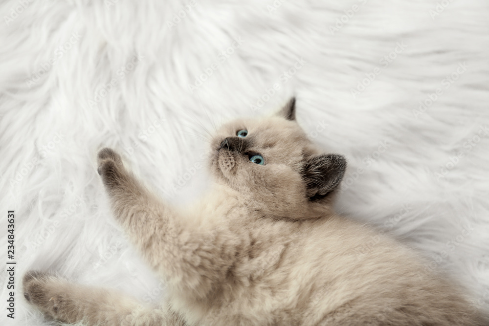 Cute little kitten on fluffy plaid at home Cute little kitten on fluffy plaid at home