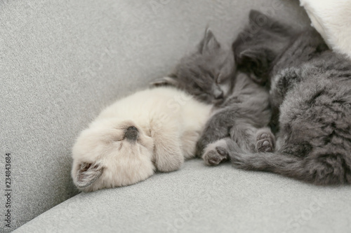 Cute little kittens resting on sofa at home