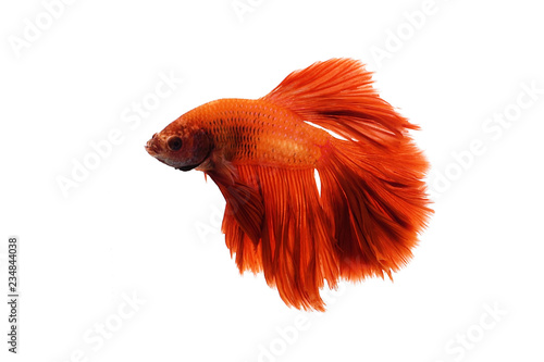 Red orange siamese fighting fish with half moon tail swimming in front of isolated white background.