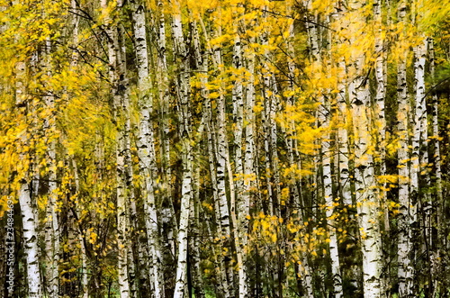 Birch trees in autumn - intentionally blurred leaves.