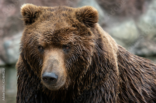 Portrait of Kamchatka bear (Ursus arctos beringianus)