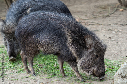 Chacoan peccary (Catagonus wagneri) eats grass photo