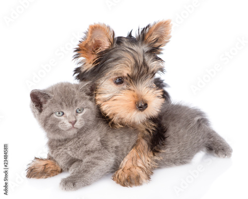 Cute yorkshire terrier embracing little kitten. isolated on white background