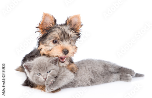 yorkshire terrier hugging little kitten. isolated on white background