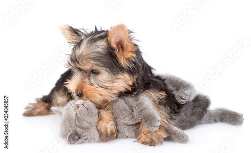 Yorkshire Terrier puppy playing with a kitten. isolated on white background