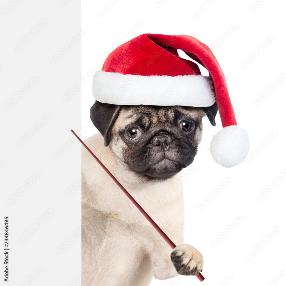 Pug puppy in red christmas hat holding a pointing stick and points on empty banner. isolated on white background