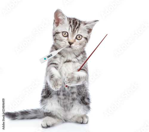 sick kitten holds a thermometer in the mouth and pointing away. isolated on white background