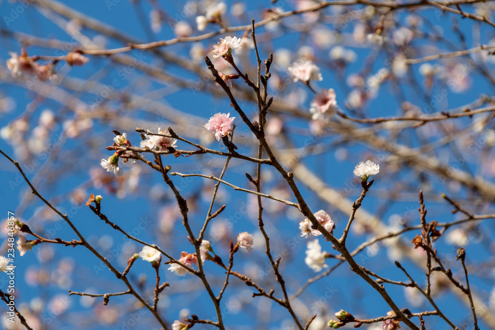 京都ぶらり、鞍馬あたりで見事な紅葉と寒桜