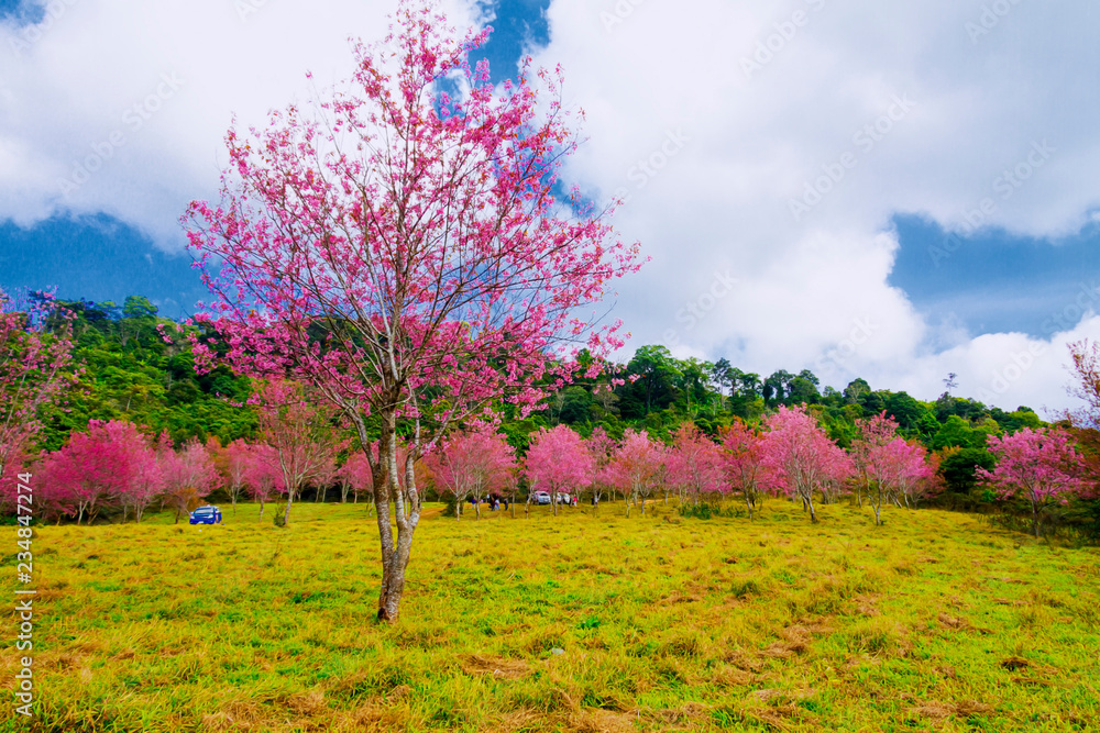 Cherry blossom flower or Sakural with yellow meadow