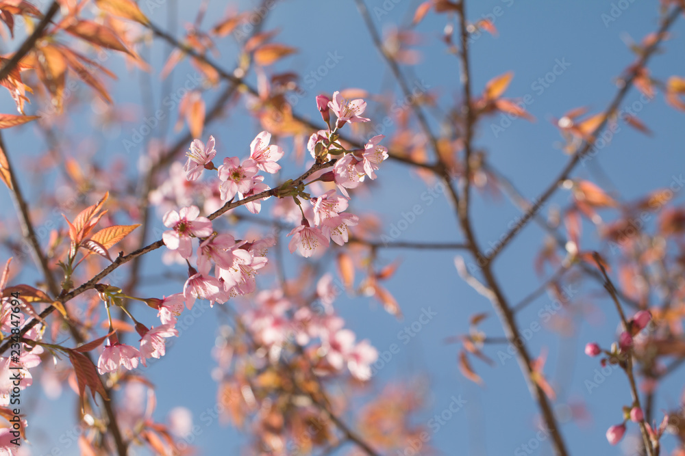 Wild Himalayan Cherry spring blossom with blue sky background Wild Himalayan Cherry spring blossom with blue sky background
