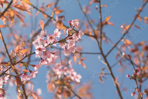 Wild Himalayan Cherry spring blossom with blue sky background