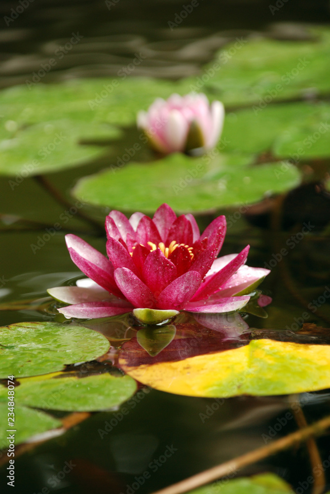 pink water lily in pond pink water lily in pond
