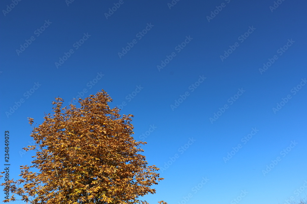Herbstlicher Baum links unten vor blauem Himmel Herbstlicher Baum links unten vor blauem Himmel
