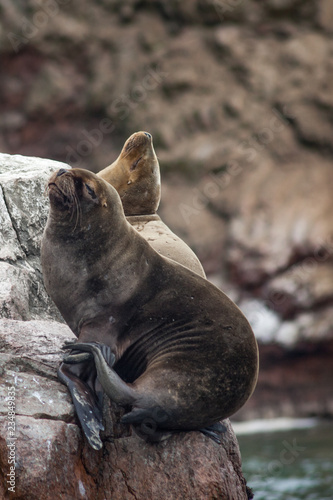 Two sea lions balance precariously on a very small sliver of rock with a steep drop into the cold ocean. 
