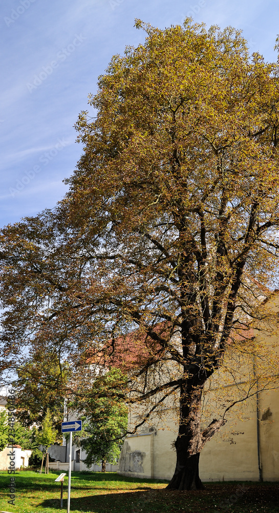 Fototapeta premium Europa, Deutschland, Sachsen, Oberlausitz, Landkreis Görlitz, Sechsstadt Zittau, Rosskastanie am Dr.-Kurt-Heinke Museum, Naturdenkmal