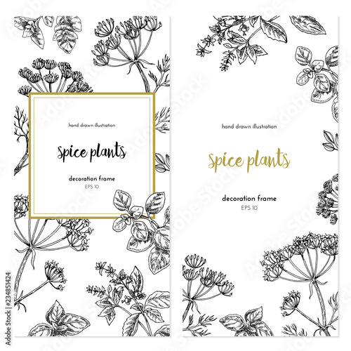 Vector template with vintage graphic illustrations. Spice plants design with handdrawn illustration. set of frames.graphic background 