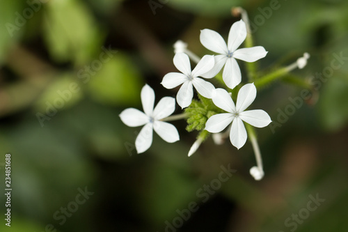 Close up of White flowers